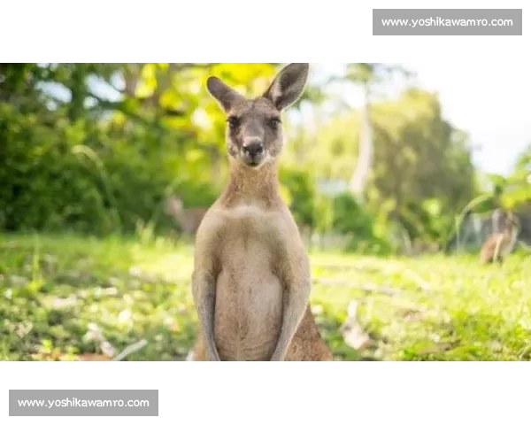 当袋鼠直面职业拳击手力量速度本能的终极对决解析与生存策略思考